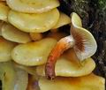 Pholiota_alnicola_bs8212