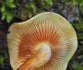 Pholiota_alnicola_bs8215