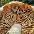 Pholiota_astragalina_be3199