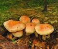 Pholiota_astragalina_bh9959