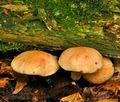 Pholiota_astragalina_bh9961