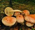 Pholiota_astragalina_bh9963