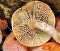 Pholiota_astragalina_bh9966