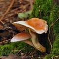 Pholiota_astragalina_bi3136