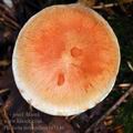 Pholiota_astragalina_bi3146