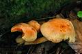 Pholiota_astragalina_jf9383