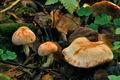 Pholiota_astragalina_jf9385