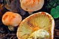 Pholiota_astragalina_jf9388