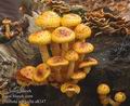 Pholiota_aurivella_a8247