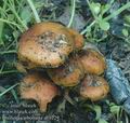 Pholiota_carbonaria_ab1229