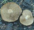 Pholiota_carbonaria_ab1239