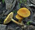 Pholiota_conissans_bk7556