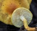 Pholiota_conissans_bk7572