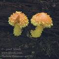 Pholiota_flammans_ai8233