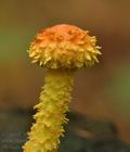 Pholiota_flammans_bi2467