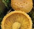 Pholiota_flammans_bm4015