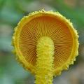 Pholiota_flammans_bo8202