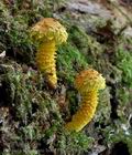 Pholiota_flammans_bo8219