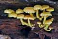 Pholiota_flammans_cp6623