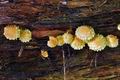 Pholiota_flammans_cp6632