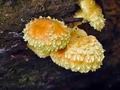 Pholiota_flammans_cp6633