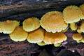 Pholiota_flammans_cp6638