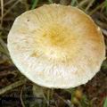 Pholiota_gummosa_am2185