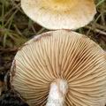 Pholiota_gummosa_am2192