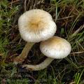 Pholiota_gummosa_am2200