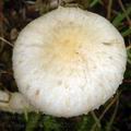 Pholiota_gummosa_am2205