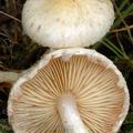 Pholiota_gummosa_am2211