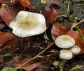 Pholiota_gummosa_ca3891