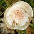 Pholiota_henningsii_am1868