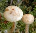 Pholiota_henningsii_am1871