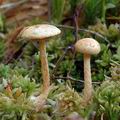 Pholiota_henningsii_am1886