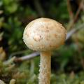 Pholiota_henningsii_am1889