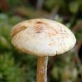 Pholiota_henningsii_am1896