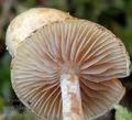 Pholiota_henningsii_am1900