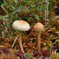 Pholiota_henningsii_be4544