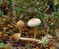 Pholiota_henningsii_be4552