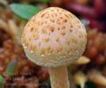 Pholiota_henningsii_be4567