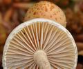 Pholiota_henningsii_be4570