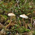 Pholiota_henningsii_bi5573