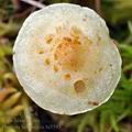 Pholiota_henningsii_bi5593