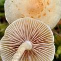 Pholiota_henningsii_bi5610