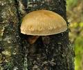 Pholiota_heteroclita_jf9083