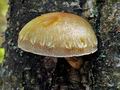 Pholiota_heteroclita_jf9098