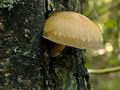 Pholiota_heteroclita_jf9104