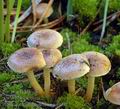 Pholiota_highlandensis_am0927