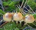 Pholiota_highlandensis_am0933